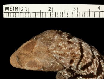 Media type: image;   Herpetology R-42056 Aspect: head dorsal